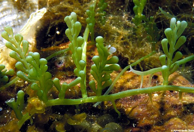 Caulerpa racemosa5